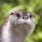 カワウソ